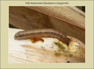 FAW Larva on Corn Cob