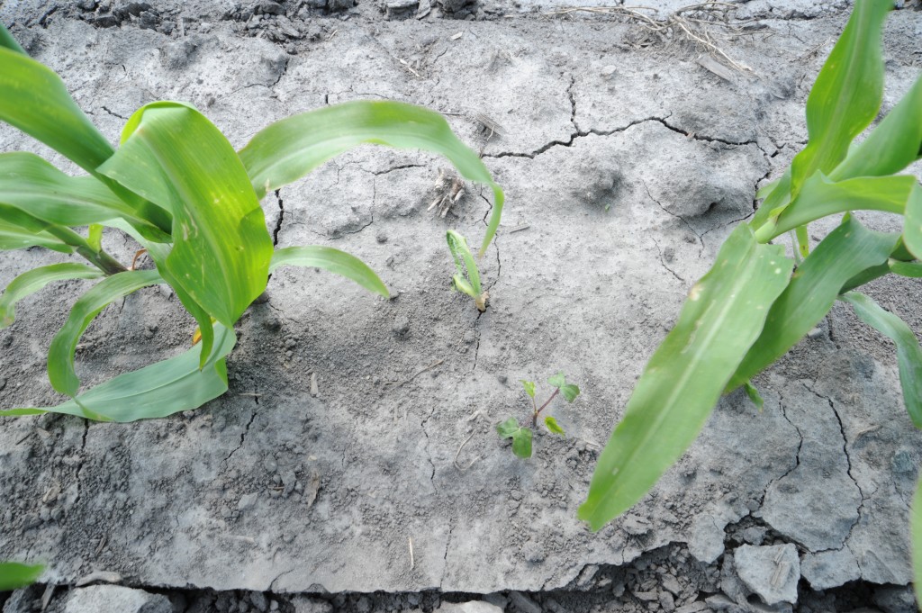 Non-emerged seed found in row skips will have rough holes eaten into them, or seed may be mostly consumed. Dead or dying seedlings show holes eaten into the underground stem, at or above the root crown, and with an upward tunnel. Before dying the central whorl leaf will wilt. Wireworms may be found in the plant or in the soil around newly damaged plants.