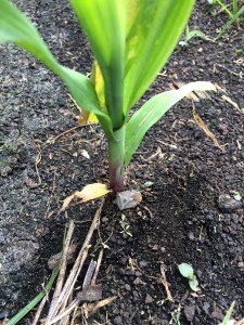 Brown stink bug feeding above the crown of seedling corn