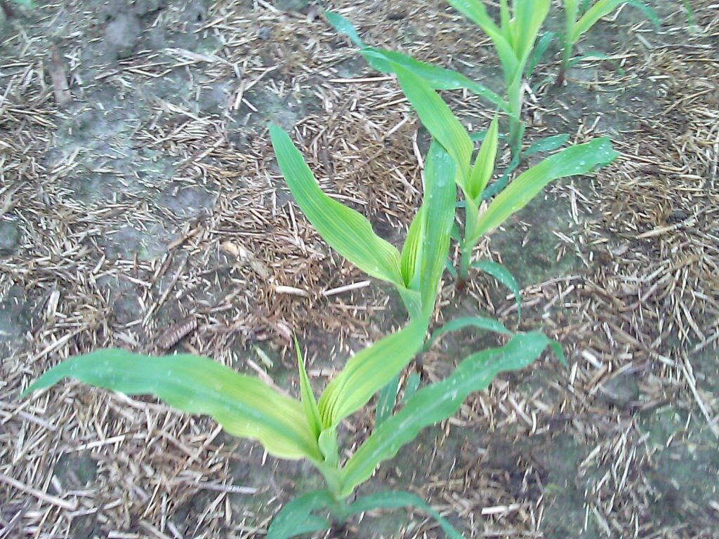 Severe sulfur deficiency in young corn.