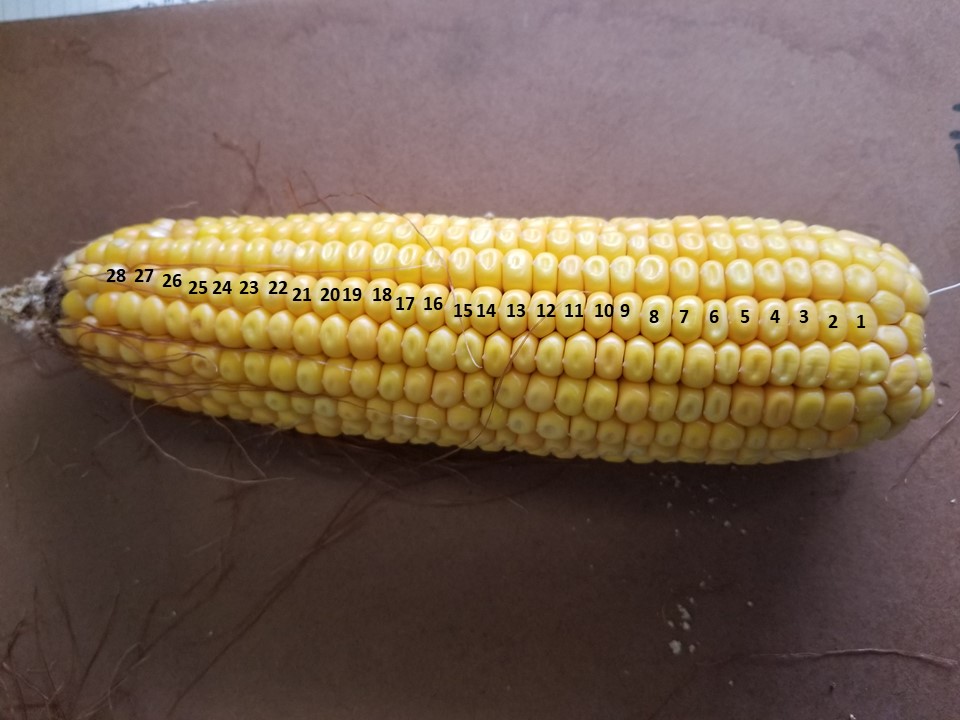 How Many Kernels of Corn on a Cob?