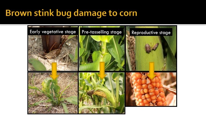 Stink Bug Management In Corn Nc State Extension