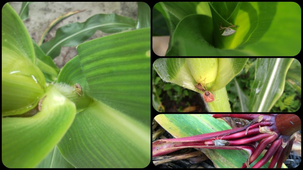 damaged corn stage 2