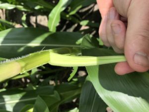 Primary ear shoot on corn.