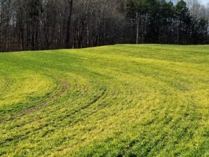 Cover photo for How Much Nitrogen Should I Use at Top-Dressing?