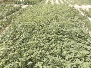 Soybeans infested with herbicide-resistant Palmer amaranth.