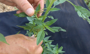 Cover photo for Video: Identifying Waterhemp, a New Pigweed in NC