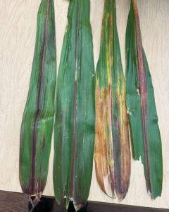 Purple streaking from corn plant with unused sugars