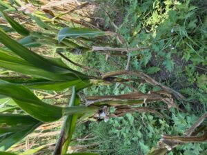 corn smut on plant