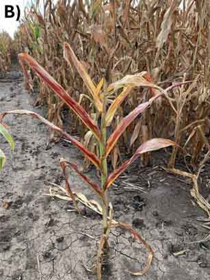 Red, stunted corn with shorter gaps between leaf nodes