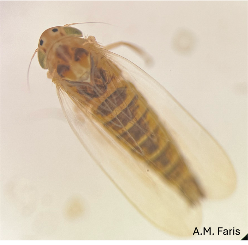 Tan, elongated leafhopper with dark horizontal stripes along its body and two black dots between its eyes