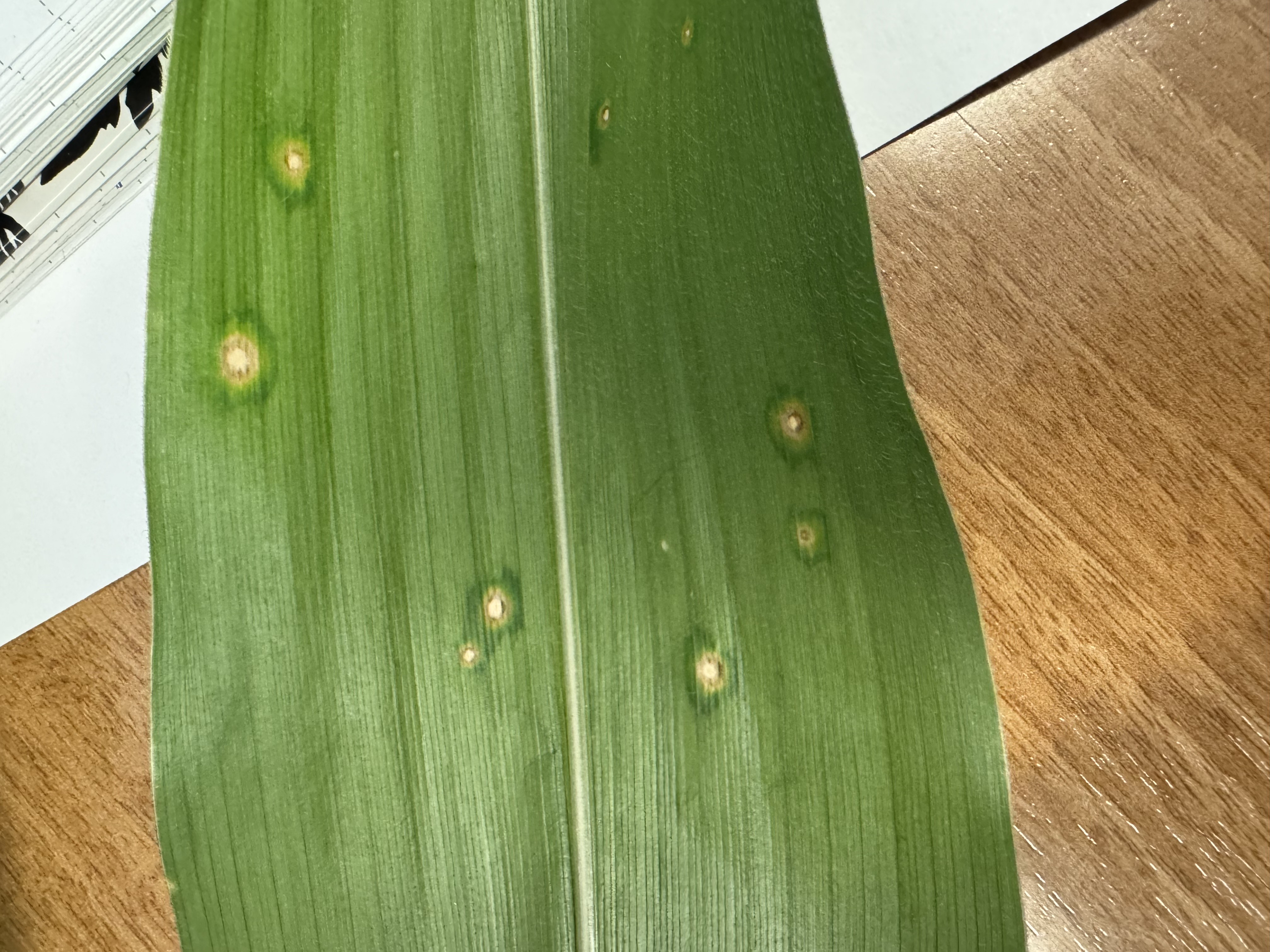 Holcus spot symptoms showing tan spots with yellow halos and water soaked margins