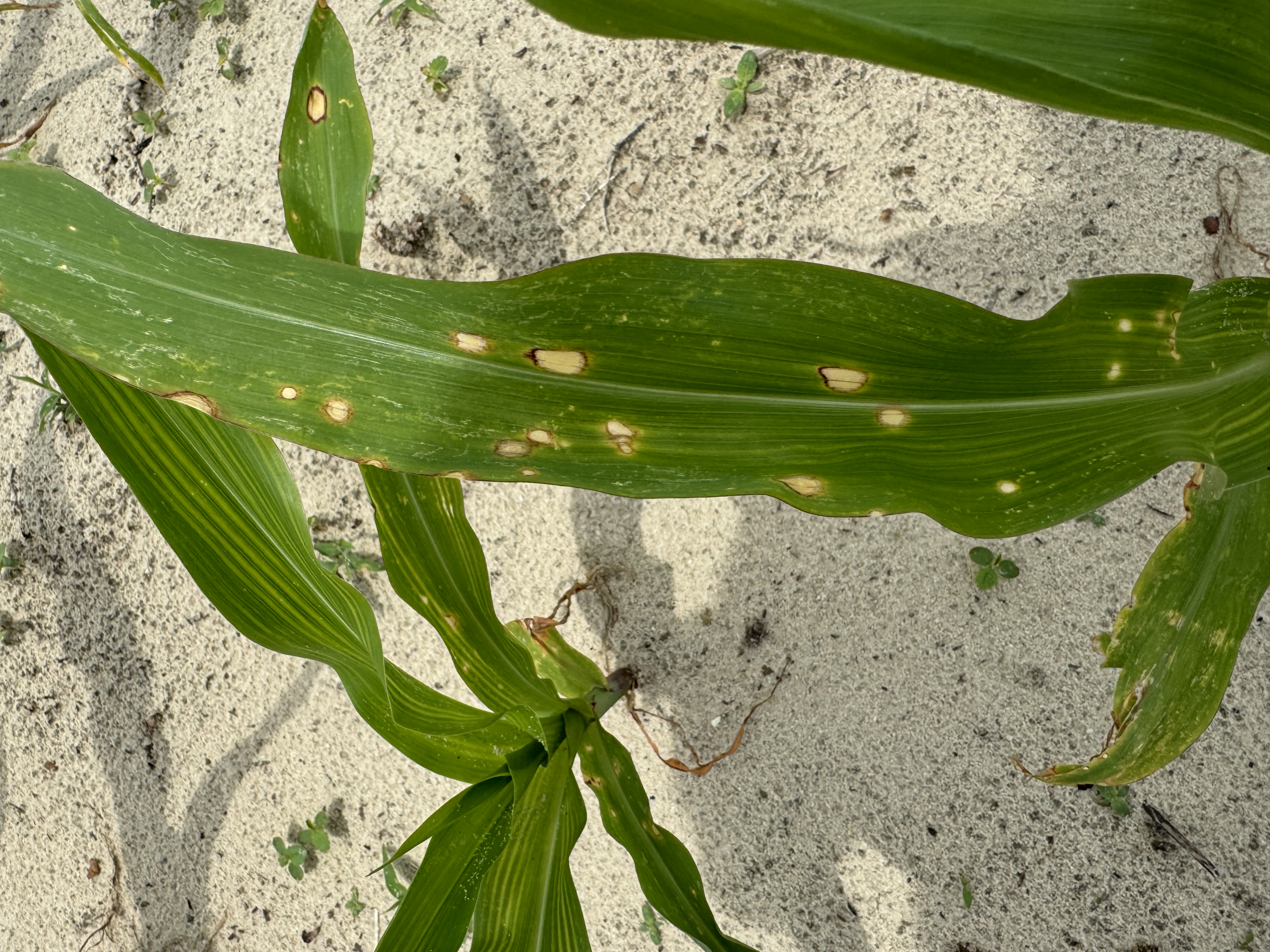 Holcus spot symptoms showing randomly distributed tan spots with reddish-brown margins