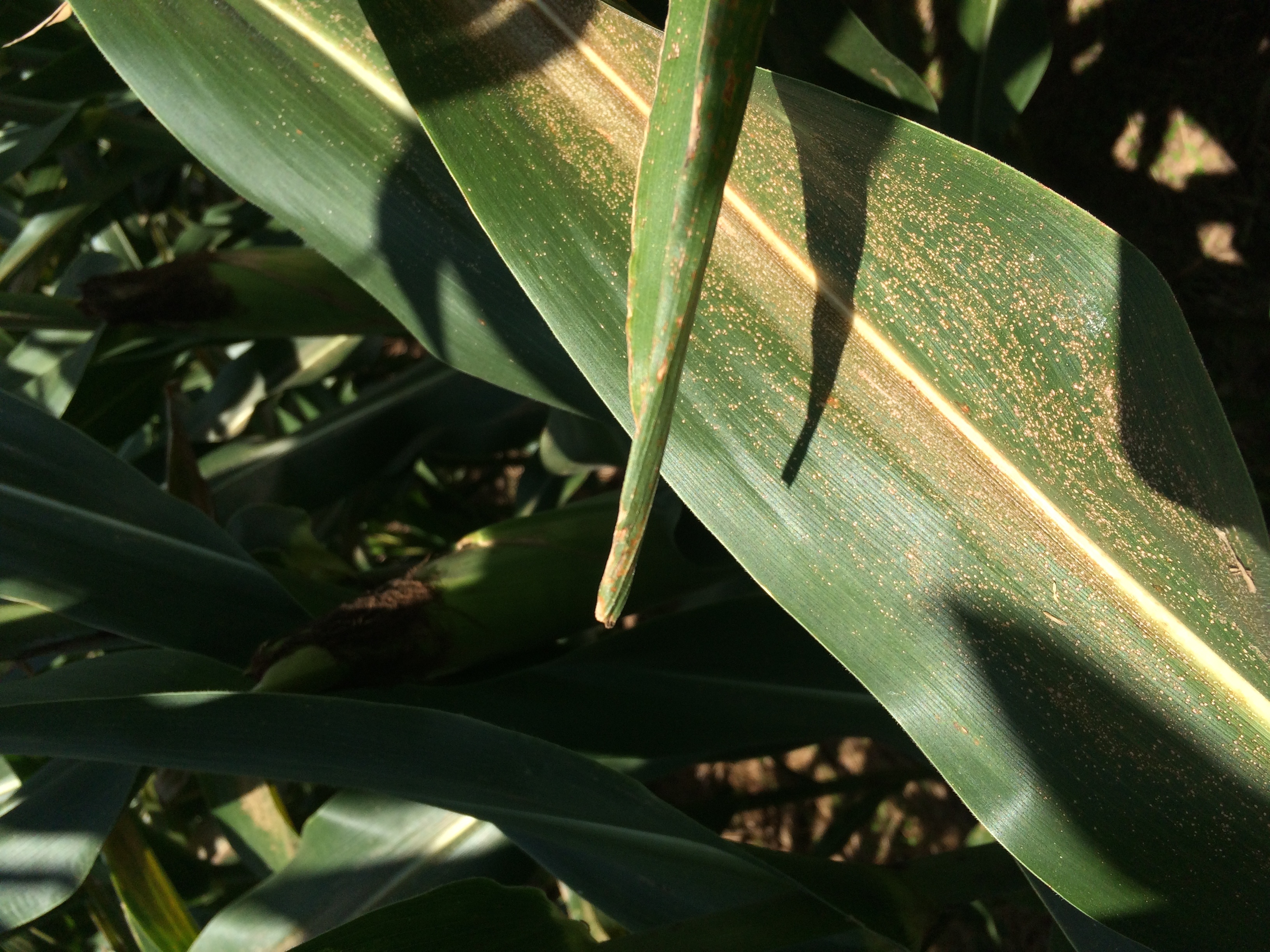 Corn leaf with eyespot symptoms showing small, clustered, tan spots